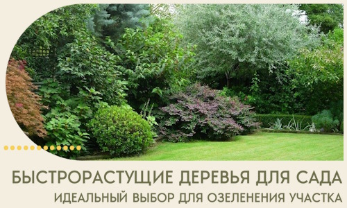 Быстрорастущие деревья для сада идеальный выбор в Красногорске