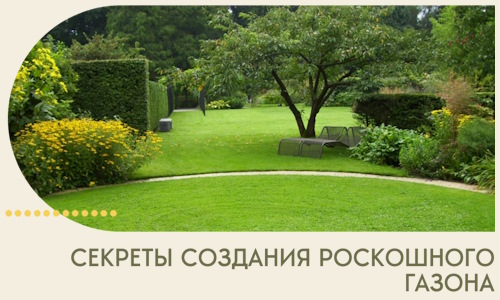 Секреты создания роскошного газона в Красногорске